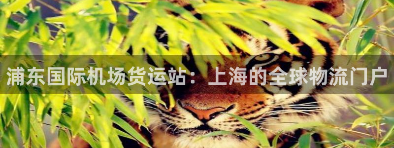 尊龙凯时人生就是博·(中国)官网首页：浦东国际机场货运站