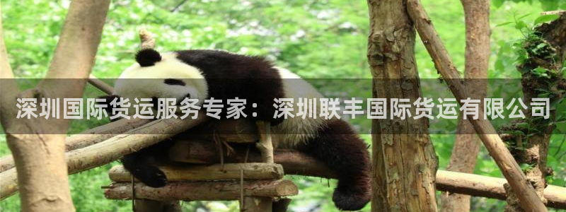 尊龙凯时不朽情缘：深圳国际货运服务专家：深圳联丰国际货运
