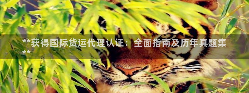 尊龙网站手机下载：**获得国际货运代理认证：全面指南及历