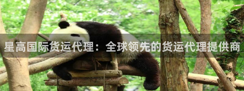 尊龙游戏中心：星高国际货运代理：全球领先的货运代理提供商
