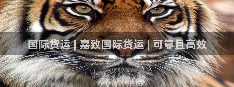 尊龙d88手机app免费下载：国际货运 | 嘉致国际货运