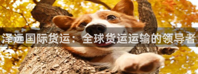 尊龙官方身高：泽远国际货运：全球货运运输的领导者